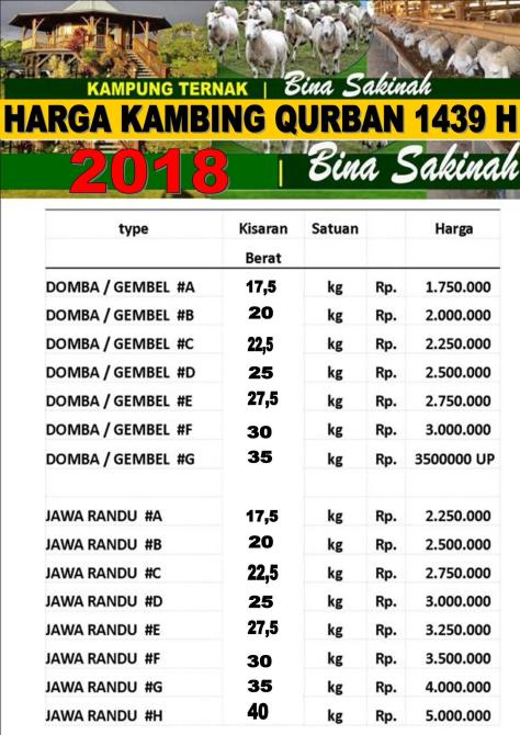 Jual Domba Qurban di Semarang 2018